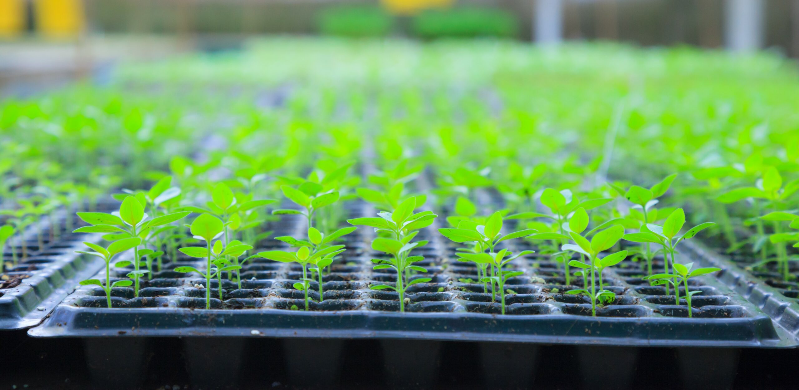 growing green plant seedlings in industrial bedding