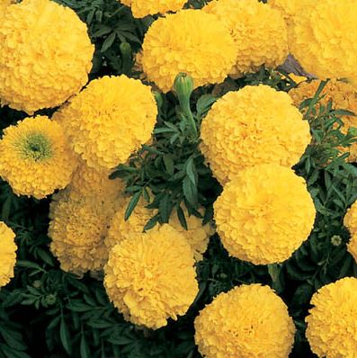 Marigold African Inca Yellow – Harvest Farm