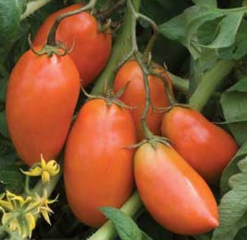 Tomato San Marzano Plum – Harvest Farm