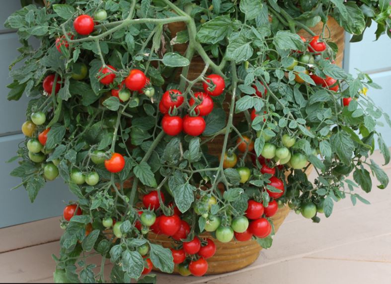 Tomato Tumbling Tom Red – Harvest Farm