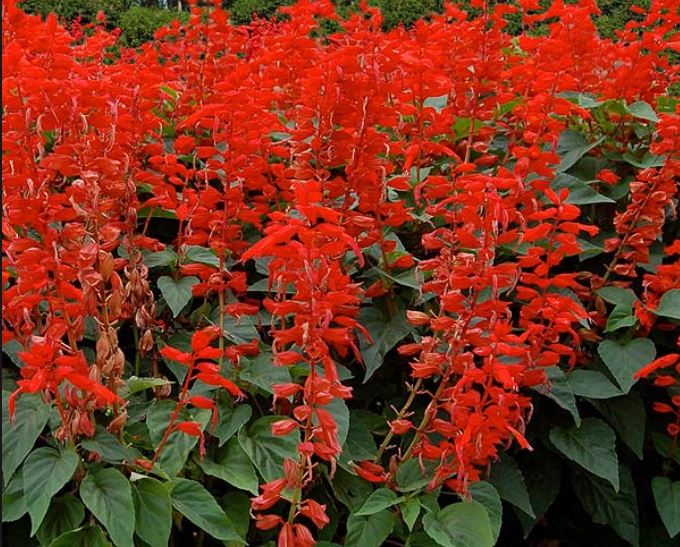 Salvia Bonfire Red – Harvest Farm